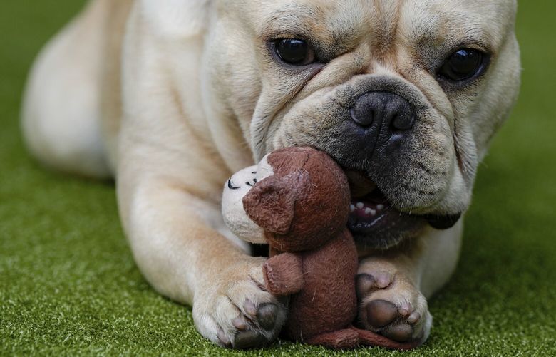 FILE – A French bulldog plays with a toy during breed group judging at the 148th Westminster Kennel Club Dog show, Monday, May 13, 2024, at the USTA Billie Jean King National Tennis Center in New York. (AP Photo/Julia Nikhinson, file) llt501 llt501