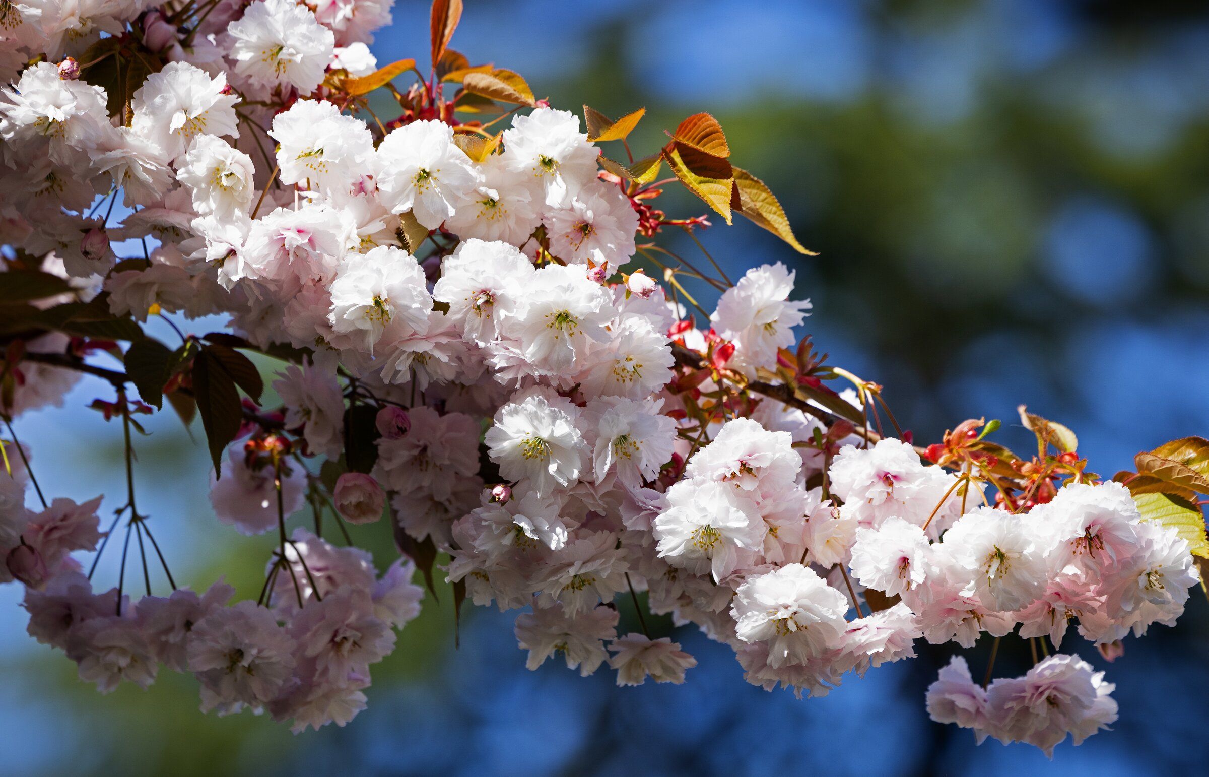 cherry blossom  Flowering cherry trees are seasonal highlight