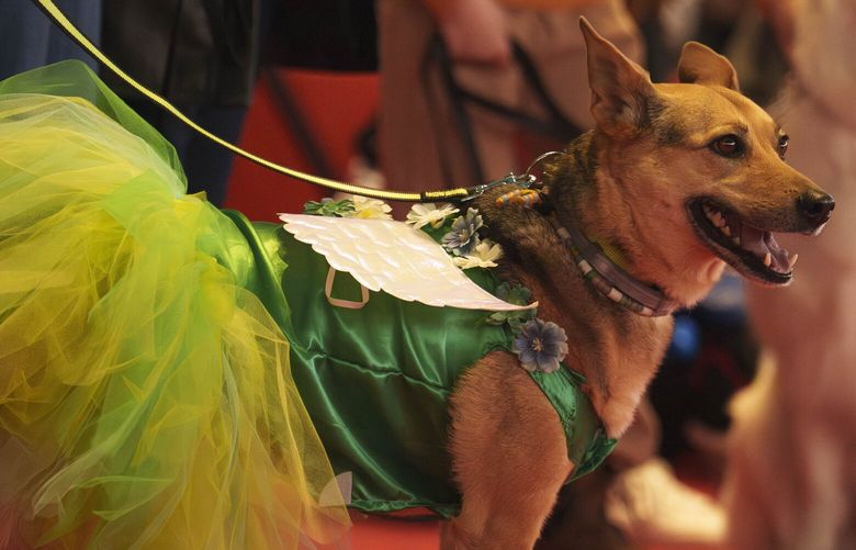 Dogs take part in a pet fashion competition at the Pet Expo 2025, a pet show in Bucharest, Romania, Sunday, March 23, 2025. (AP Photo/Vadim Ghirda) XVG102 XVG102