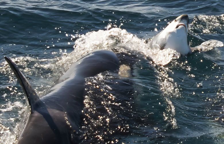 A killer whale, probably from Port and Starboard’s pod, attacks a thresher shark. MUST CREDIT: Dave Hurwitz/Simon’s Town Boat Company