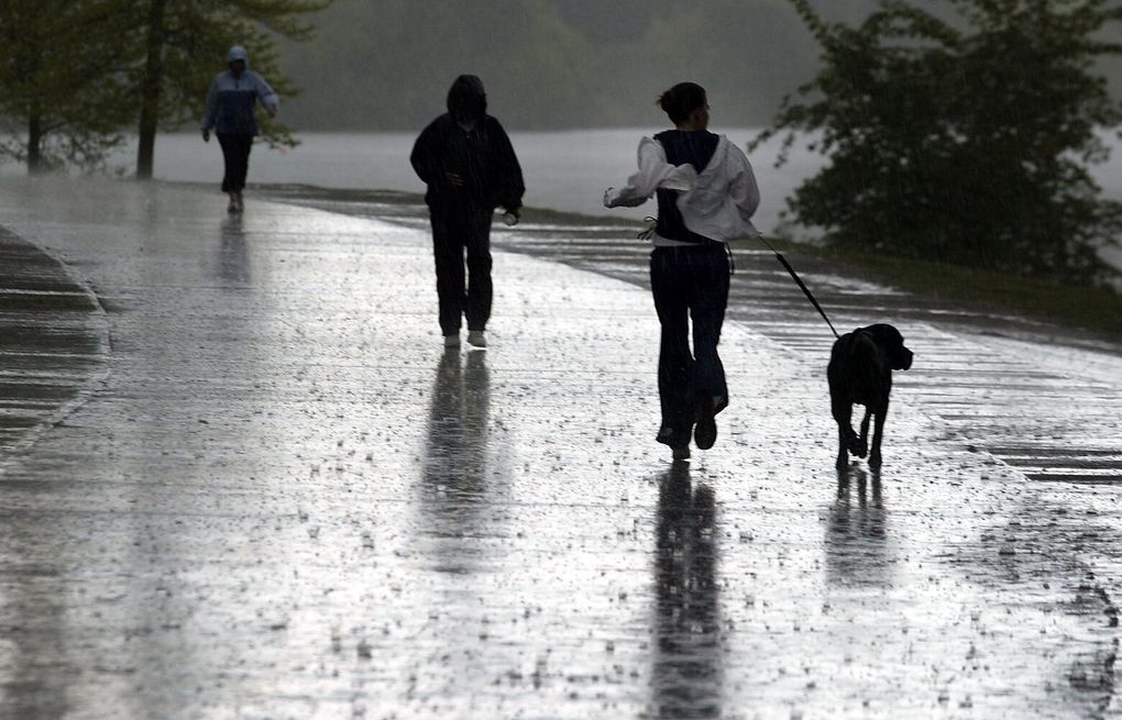 Can having a dog boost your longevity? Here's what science says.