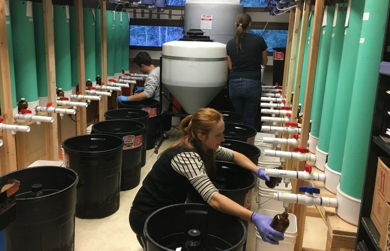 Students at Western Washington University collect samples of treated and untreated stormwater. The green columns contain different soil mixes designed to treat stormwater runoff. 