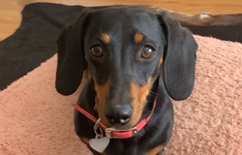 Georgia Gardner’s missing dog, Valerie has been spotted still wearing her pink collar. MUST CREDIT: Courtesy Georgia Gardner