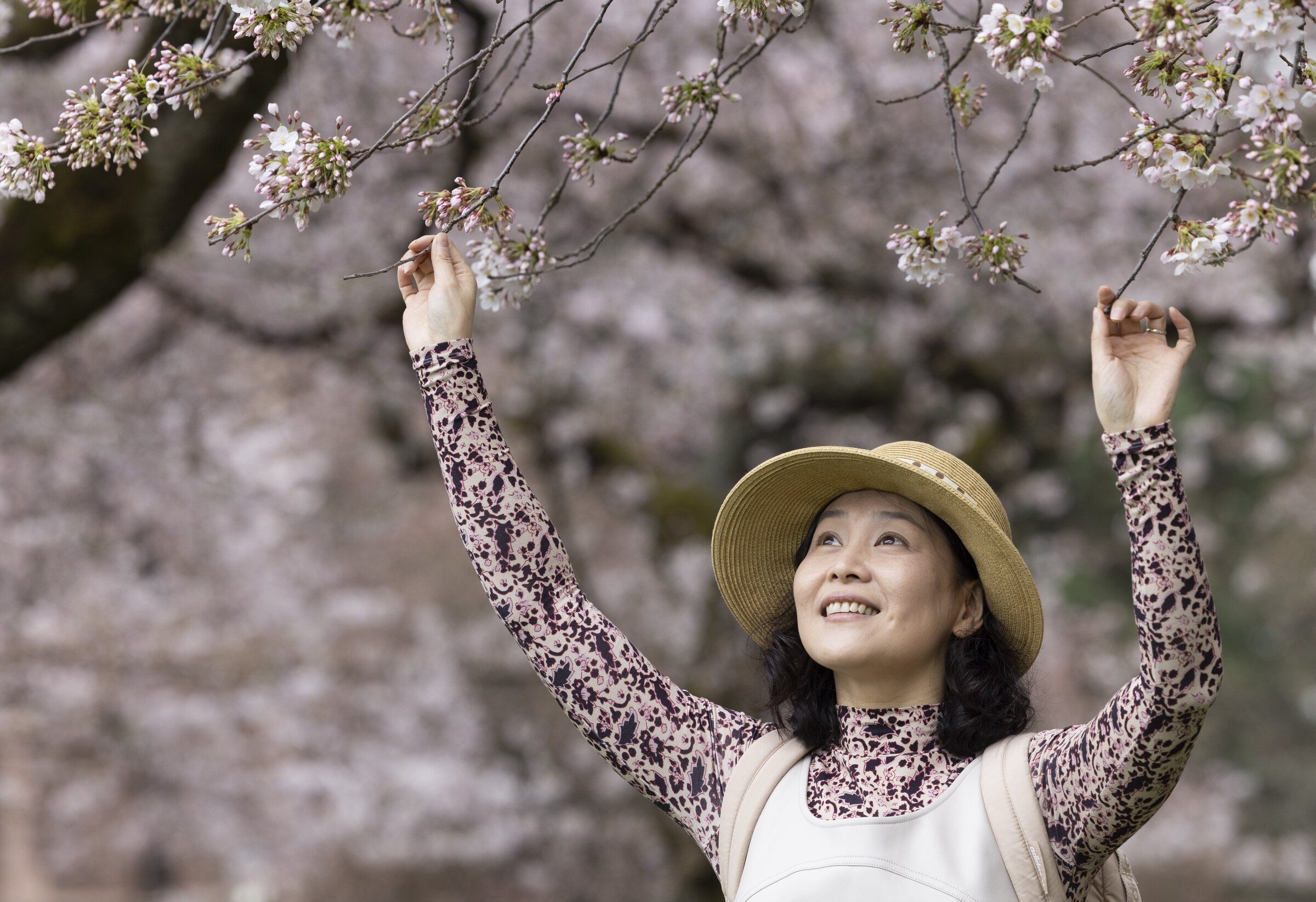 UW Quad awash with spring beauty as cherry blossoms put on annual