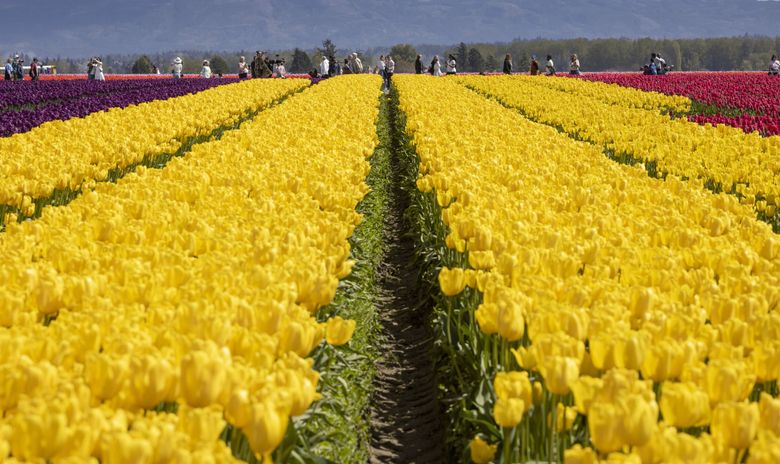 A huge crowd visits tulips in full bloom at RoozenGaarde in Mount Vernon in 2024. (Ellen M. Banner / The Seattle Times)