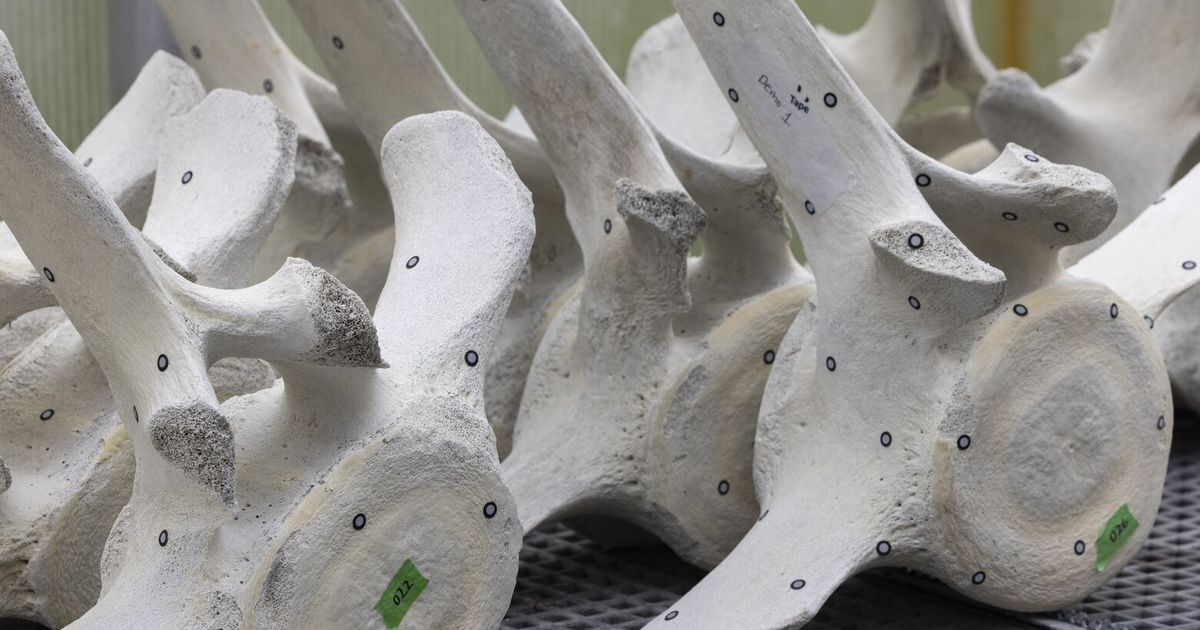 Vashon Island high schoolers work with bones of whale that washed ashore