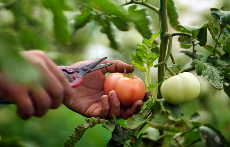 Growing tomatoes requires some detailed gardening maintenance. (Getty Images)