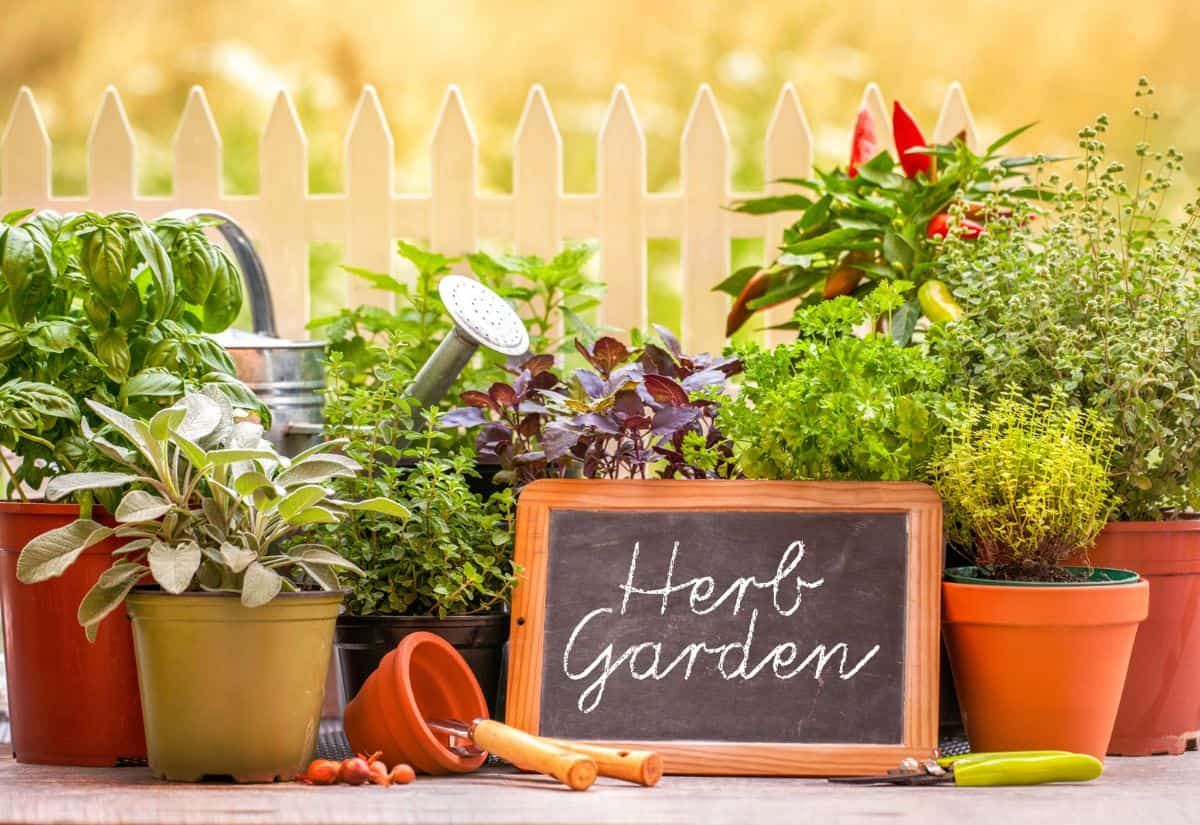 Millennials and Gen Z lead the herb garden revival | The Seattle Times