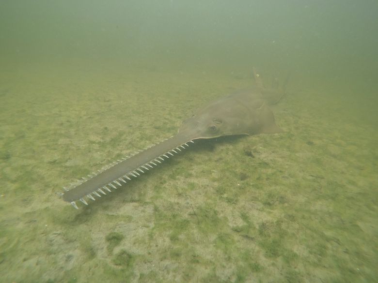 Mysterious Affliction Causes Endangered Sawfish to Spin and Die in Florida