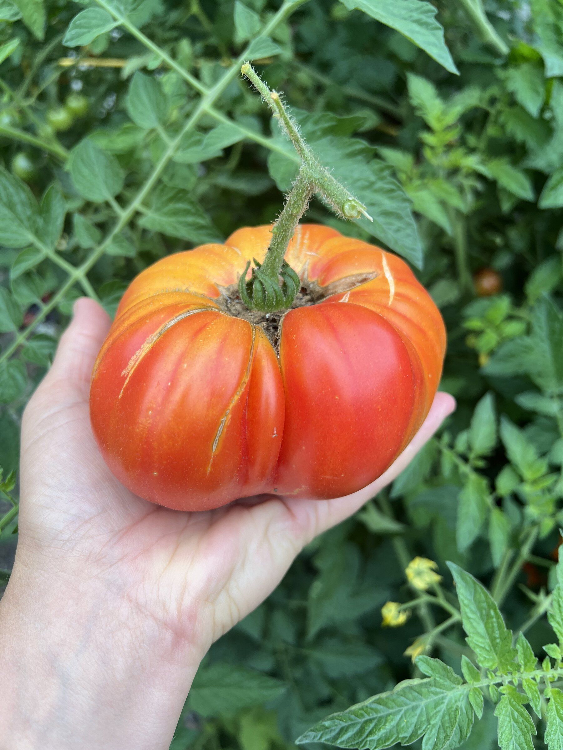 Tomatoes 101: Lessons for a successful harvest in our challenging