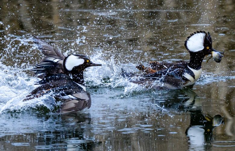*** ONE TIME USE ONLY – READER’S LENS ***

Jerry Cahill
+12064651121
googbert@gmail.com
Kent, WA
Kent, WA
2/15/2025

I saw these 2 Hooded Mergansers chasing each other in a pond after one had captured a large Tadpole.  I was able to capture some pictures of the action with my Nikon and 600mm lens.  It was fun fast action to observe.

I accept
3/17/2025 19:22:46
or0jhdx2sjyvymqsor0zft30bcv5wmj1