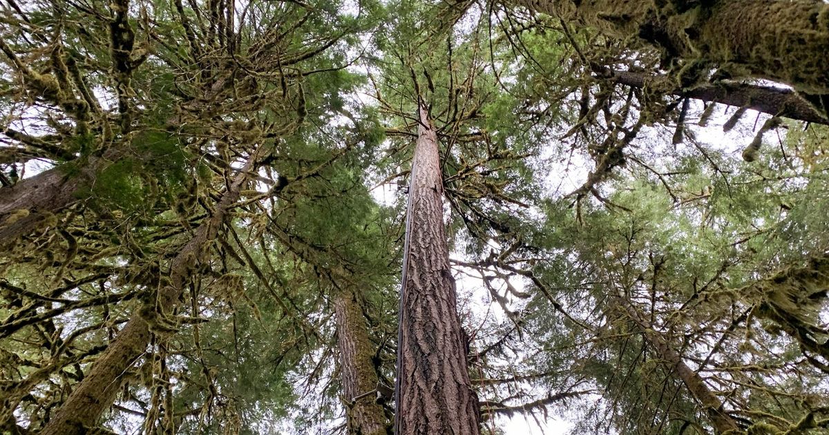 Times reporter overcomes fear, learns about forests by climbing a 200 ...