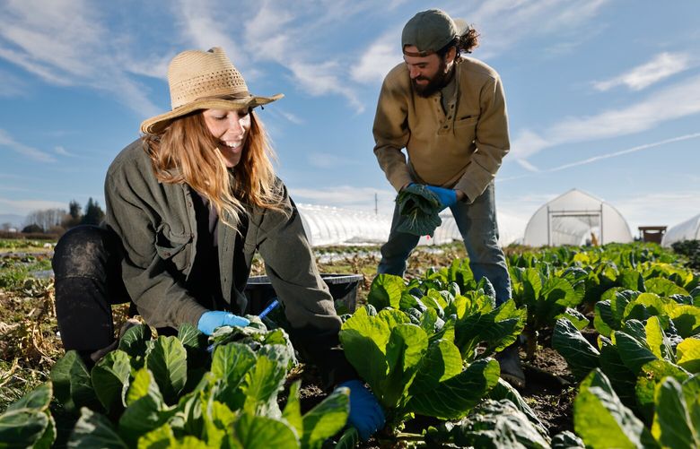 Viva Farm farmers Grace Lemley, left, and Griffin Lehman owners of Dear Table Farm, harvest collard greens in Burlington on Friday February 28, 2025. 
Viva Farms is a Skagit County nonprofit that helps former farmworkers and other people start small new organic farms and then supports those farms in various ways as they grow. The nonprofit relies heavily on federal grants but is now frozen out of millions of dollars in funding as Trump and Musk revamp government spending. That’s putting Viva Farms at risk.
