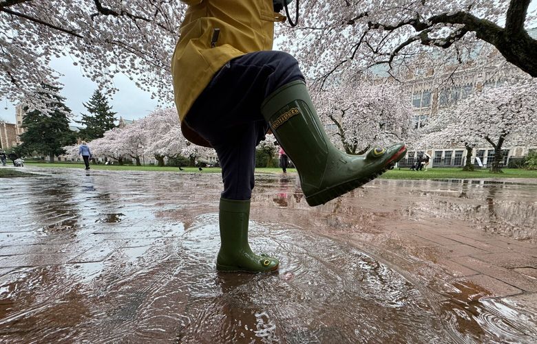 *** ONE TIME USE ONLY – READER’S LENS ***

Ryan Lewis
+19139408257
kufilmhawk@gmail.com
Seattle, WA
University of Washington Quad
March 28, 2025


iPhone photo of my two year son about to stomp a puddle with the cherry blossoms blooming in the background. 

I accept
Lewryan
