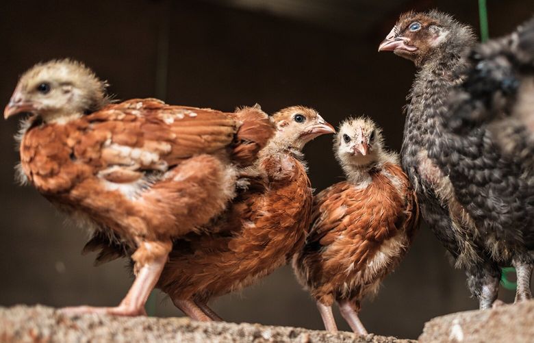 Village chickens in Petauke, Zambia on Feb. 18, 2025. An initiative in Zambia is showing that a profit-seeking company can help rural farmers battling extreme weather breed chickens that lay more eggs. (Brian Otieno/The New York Times) XNYT0074