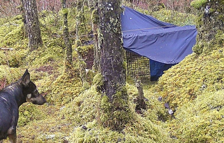 This image provided by Skylar Young-Bayer shows a trail camera catching a glimpse of the dog Jackie near a trap on Tuesday, March 25, 2025, in Juneau, Alaska. (Skylar Young-Bayer via AP) AKHO202 AKHO202