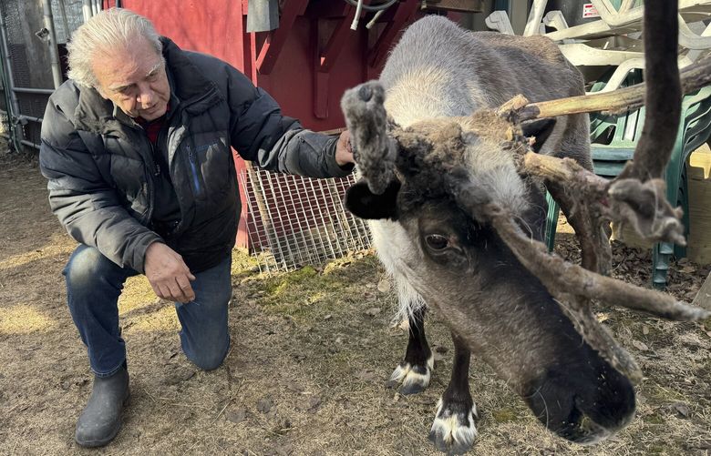 Albert Whitehead spends time with Star, his pet reindeer, in Whitehead’s backyard in downtown Anchorage, Alaska, on March 11, 2025. (AP Photo/Mark Thiessen) RPMT108 RPMT108