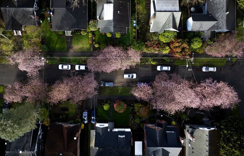 A post-storm sun break sets cherry blossoms aglow along a northeast Seattle street, Thursday morning, March 27, 2025. Lightning strikes damaged a few houses and structures across the region and a handful of power outages dot the map Thursday morning, but the worst is behind us.