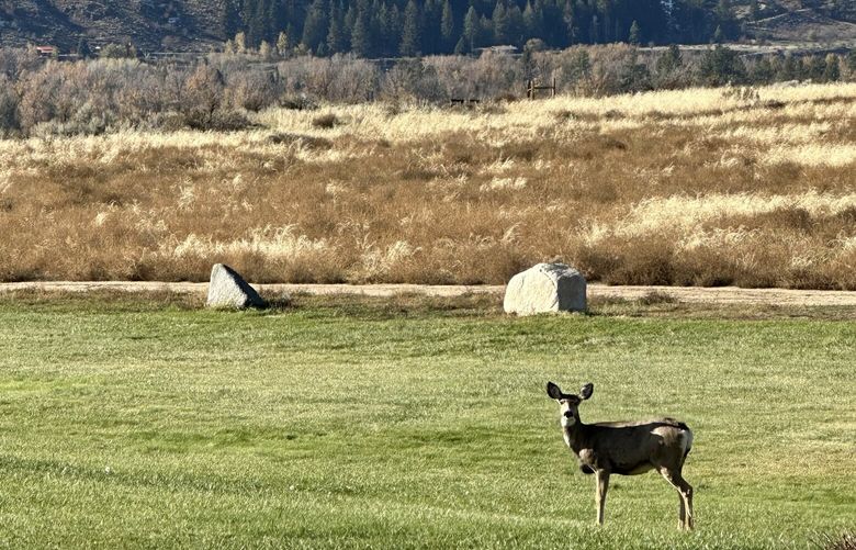 Alfalfa fields adjacent to the lodge attract deer. The stunning natural setting offers panoramic views of the North Cascades foothills. (Deborah Friend Wilson)