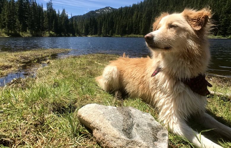 Olallie Lake, 2016. Edison smiled a lot but wasn’t goofy or silly. A dignified creature, he seemed to derive joy from a perfect commingling of purpose and action.