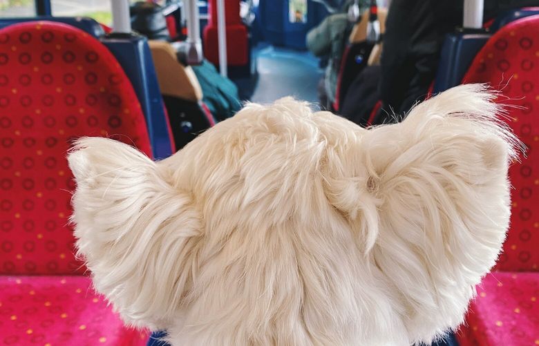 Lolly, a Westie, showed McKellar around Brighton. Outside of the Lolly-led travels, they did a lot of cuddling and TV watching. MUST CREDIT: Leslie Ryann McKellar