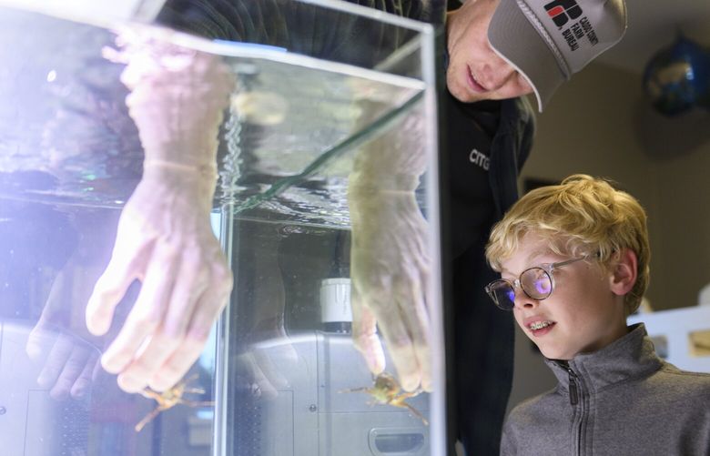 FILE — Cameron Clifford and his son Cal prepare food for their pet octopus Terrance in Edmond, Okla., April 10, 2024. One pet octopus suddenly became more than four dozen. They went viral. Then it all went south. (Michael Noble Jr. (Michael Noble Jr./The New York Times) XNYT0337 XNYT0337