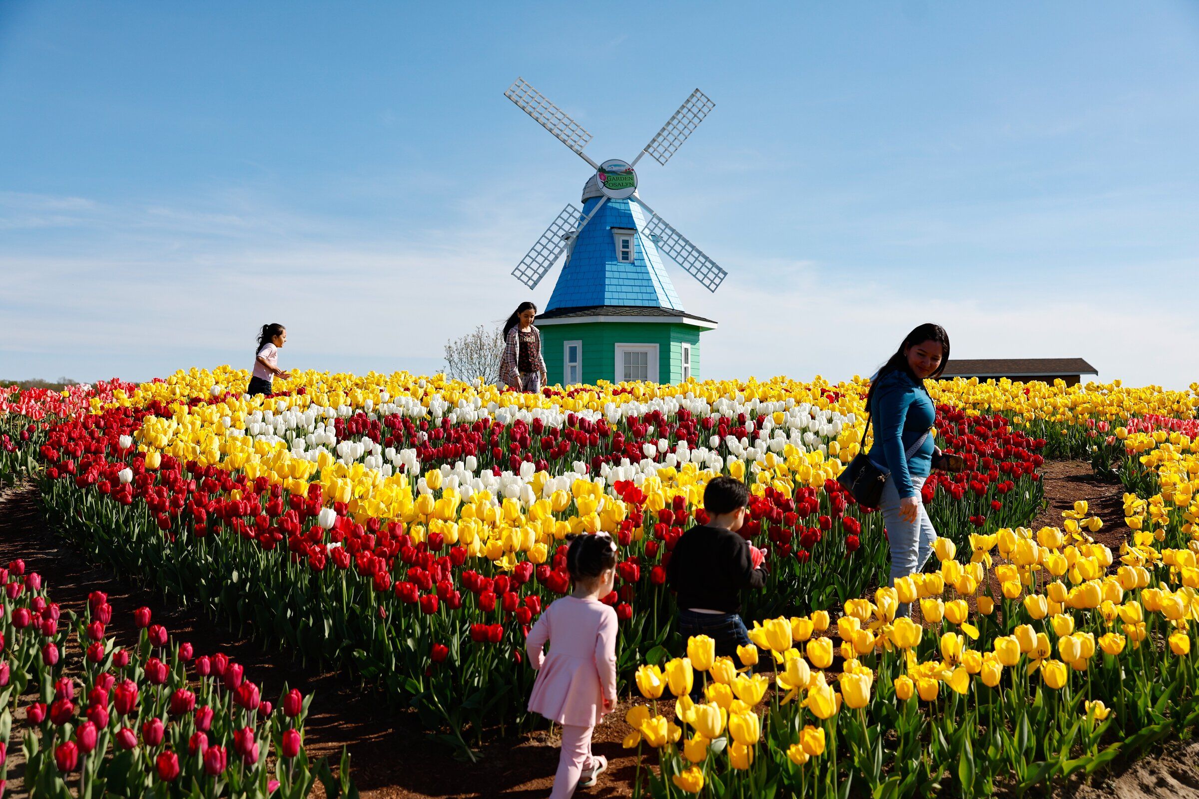 A sea of colors at Skagit Valley Tulip Festival | The Seattle Times
