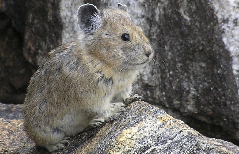 FILE – This Aug. 17, 2005 file photo provided by the US Geological Survey/Princeton University shows an American pika. Federal officials have rejected a petition to give greater protections to the rabbit-like American pika, which researchers say is vanishing from mountainous areas of the West due to climate change. (Shana S. Weber/USGS, Princeton University via AP,File) LA103