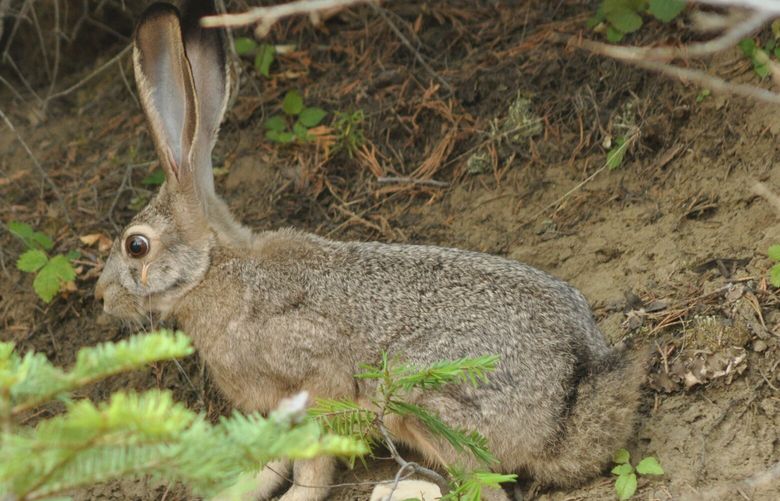 A highly contagious and deadly virus has been found in domestic rabbits in southern Oregon, according to the Oregon Department of Agriculture. 140236664P