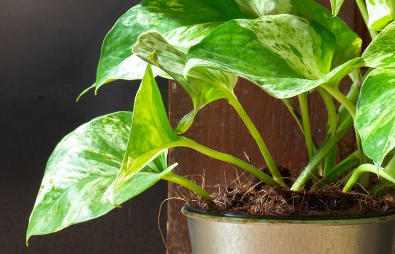 Easy-to-grow pothos are often handed down from one generation to another. Credit: Dreamstime.com