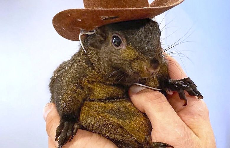 This undated photo shows Peanut, a squirrel who lived as a pet with Mark Longo in Southport, N.Y. (Mark Longo via AP) NYJJ206 NYJJ206