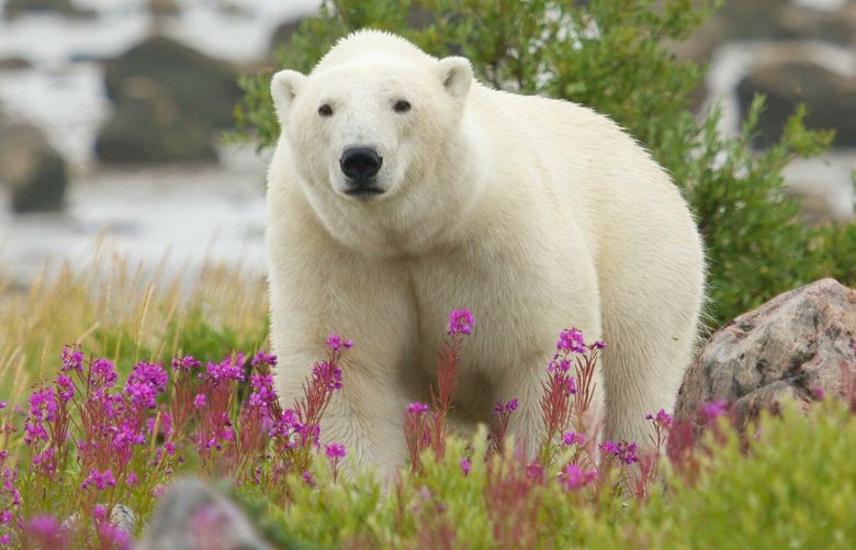 Polar bear walking in the colorful arctic tundra of the Hudson Bay near Churchill, Manitoba, in summer. (Dreamstime/TNS) 139330607W 139330607W