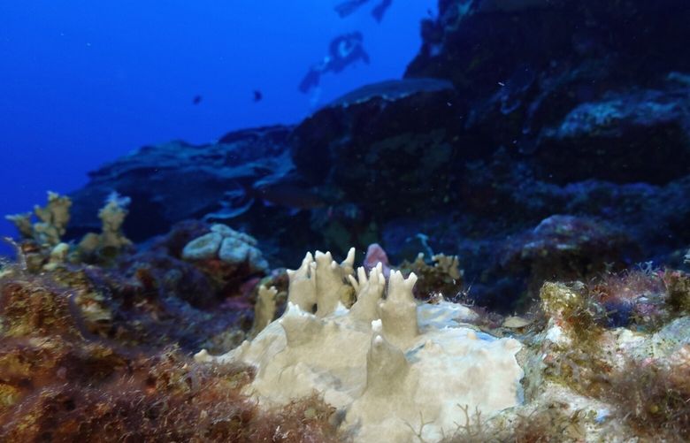 FILE – Bleached coral is visible at the Flower Garden Banks National Marine Sanctuary, off the coast of Galveston, Texas, in the Gulf of Mexico, Sept. 16, 2023. (AP Photo/LM Otero, File) CLI501 CLI501
