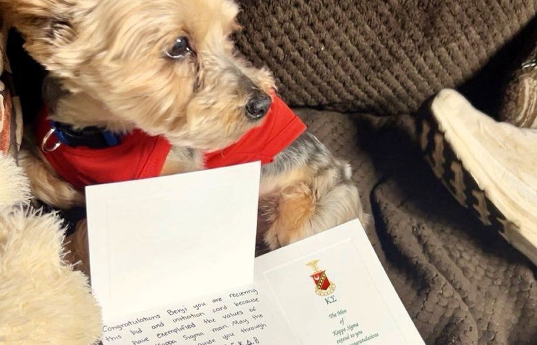 The Kappa Sigma fraternity at the University of Southern Mississippi initiated Kingston, a Yorkshire Terrier. MUST CREDIT: Neal Rachal
