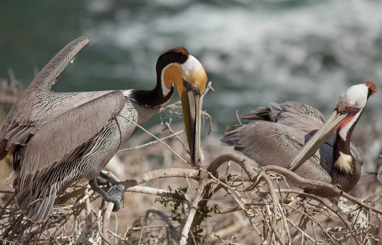 California brown pelicans building a nest atop cliffs near San Diego, California. (Dreamstime/TNS)