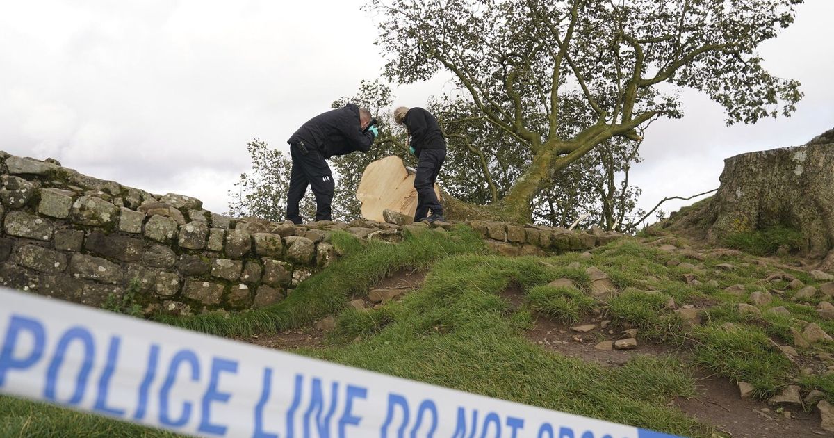 Grainy video in UK trial shows Sycamore Gap tree’s last stand