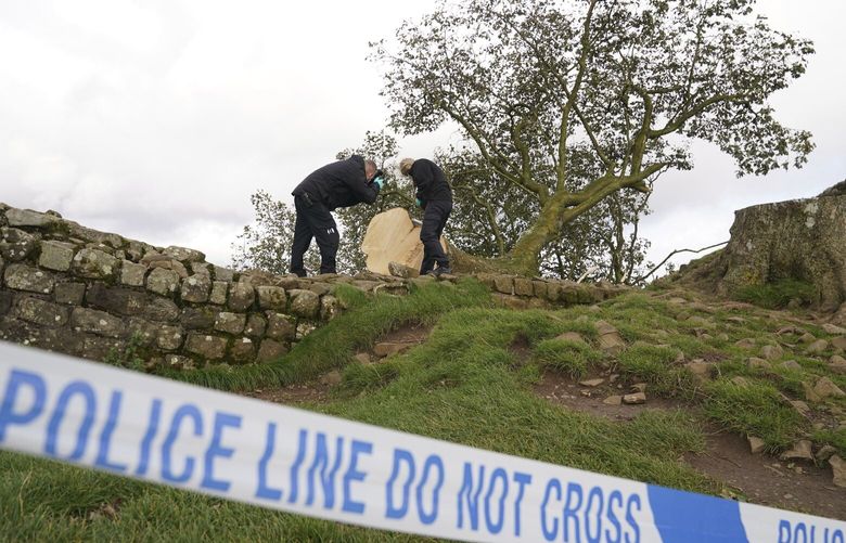 FILE – Forensic investigators from Northumbria Police examining the felled Sycamore Gap tree, on Hadrian’s Wall in Northumberland, England, Sept. 29, 2023. (Owen Humphreys/PA via AP, File) DSOB101 DSOB101