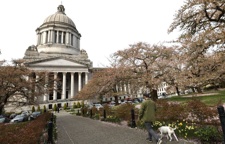 Yoshino Flowering Cherry trees, a little past peak, seen outside the legislative building at the state Capitol in Olympia on Wednesday, April 9, 2025.