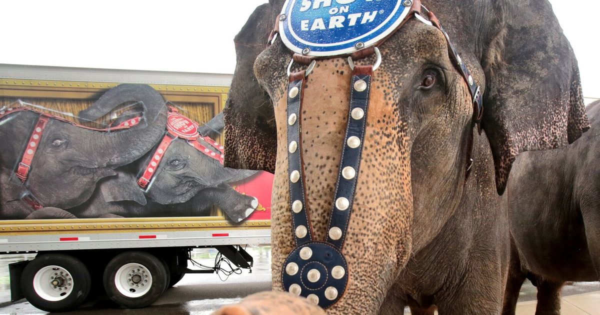 WA bans use of elephants, bears in circuses