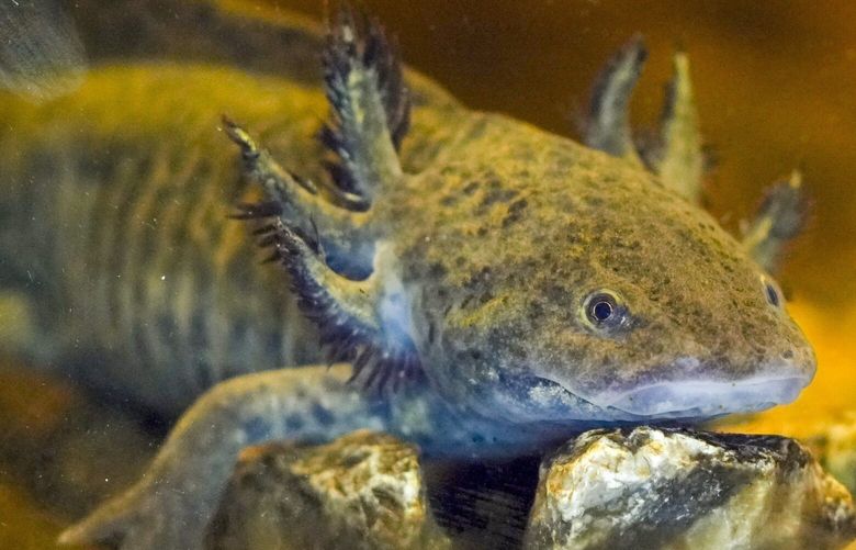 An axolotl swims in an aquarium at a museum in Xochimilco Ecological Park in Mexico City, Tuesday, Feb. 11, 2025. MXMU301