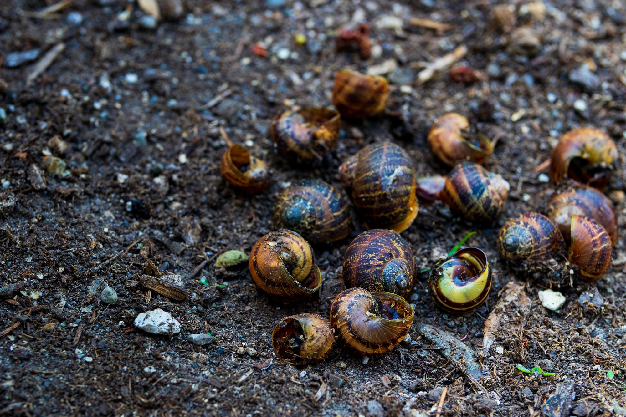 Empty snail shells in the shed and wilting tomatoes | The Seattle