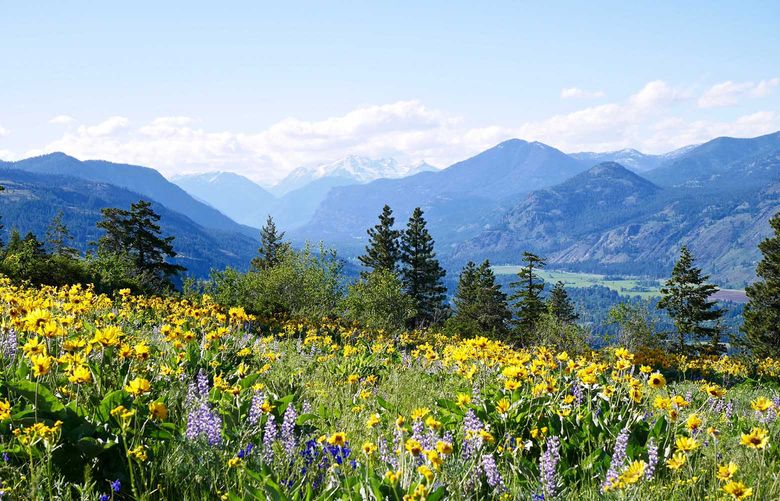 Balsam Root and Lupines blooming on Patterson Mountain near Winthrop, North Cascades National Park, Washington State, USA. .