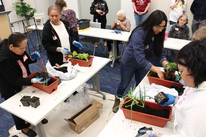 A group of adults plant seedlings in small planter boxes.