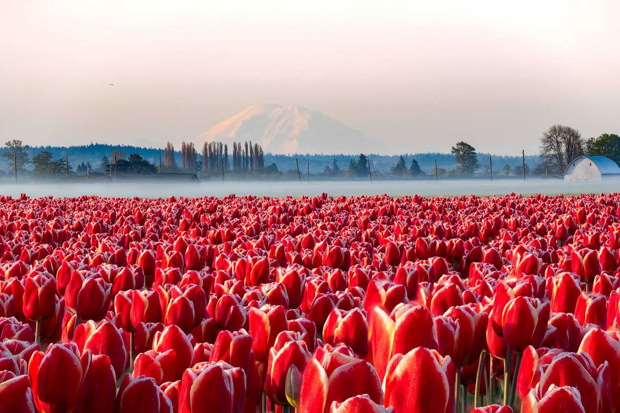 Skagit Valley springtime beckons with color, flavor and fun | The