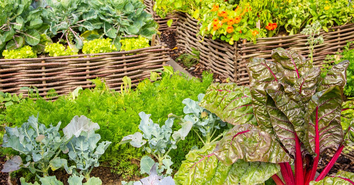 Gweek vegetables, native plants together in your garden