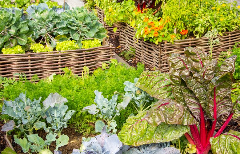 Grow fruits and vegetables in raised beds, and then plant natives around them. (Getty Images)