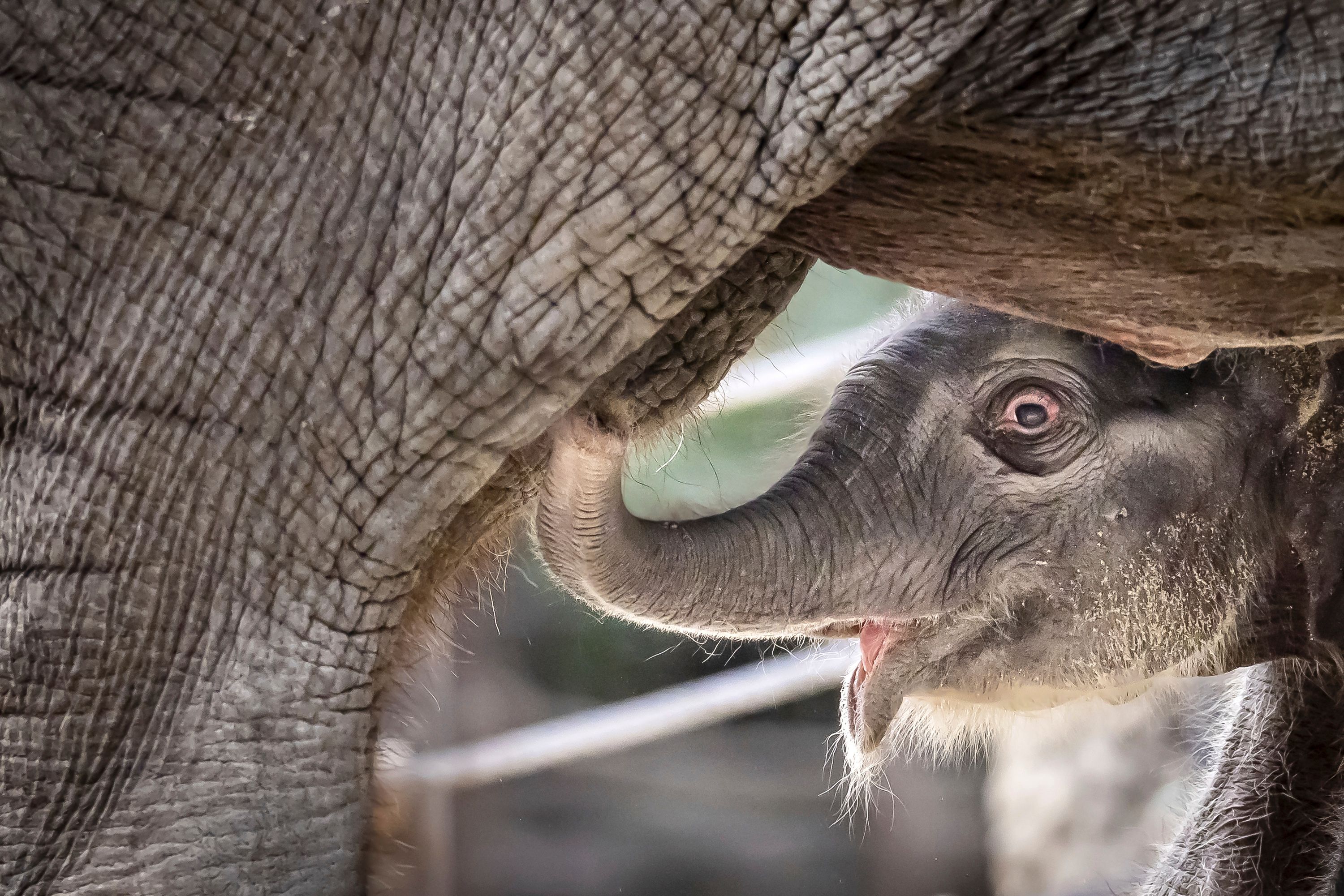 An Asian elephant calf was born at Zurich Zoo and its name will