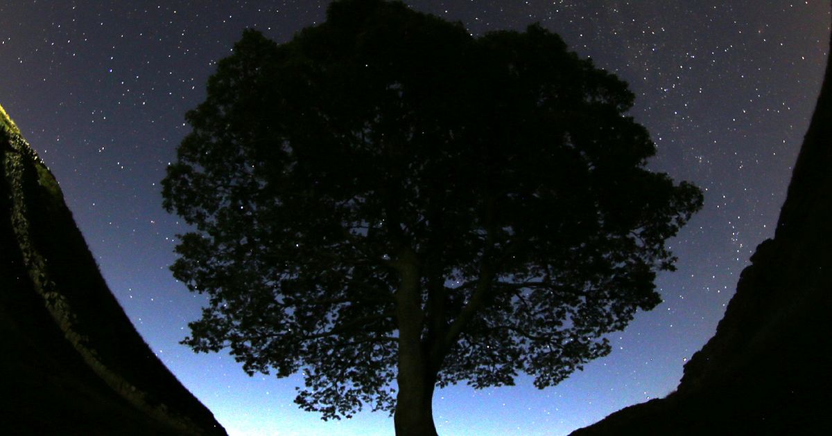 Prosecutor says Sycamore Gap tree cutters committed ‘arboreal equivalent of mindless thuggery’