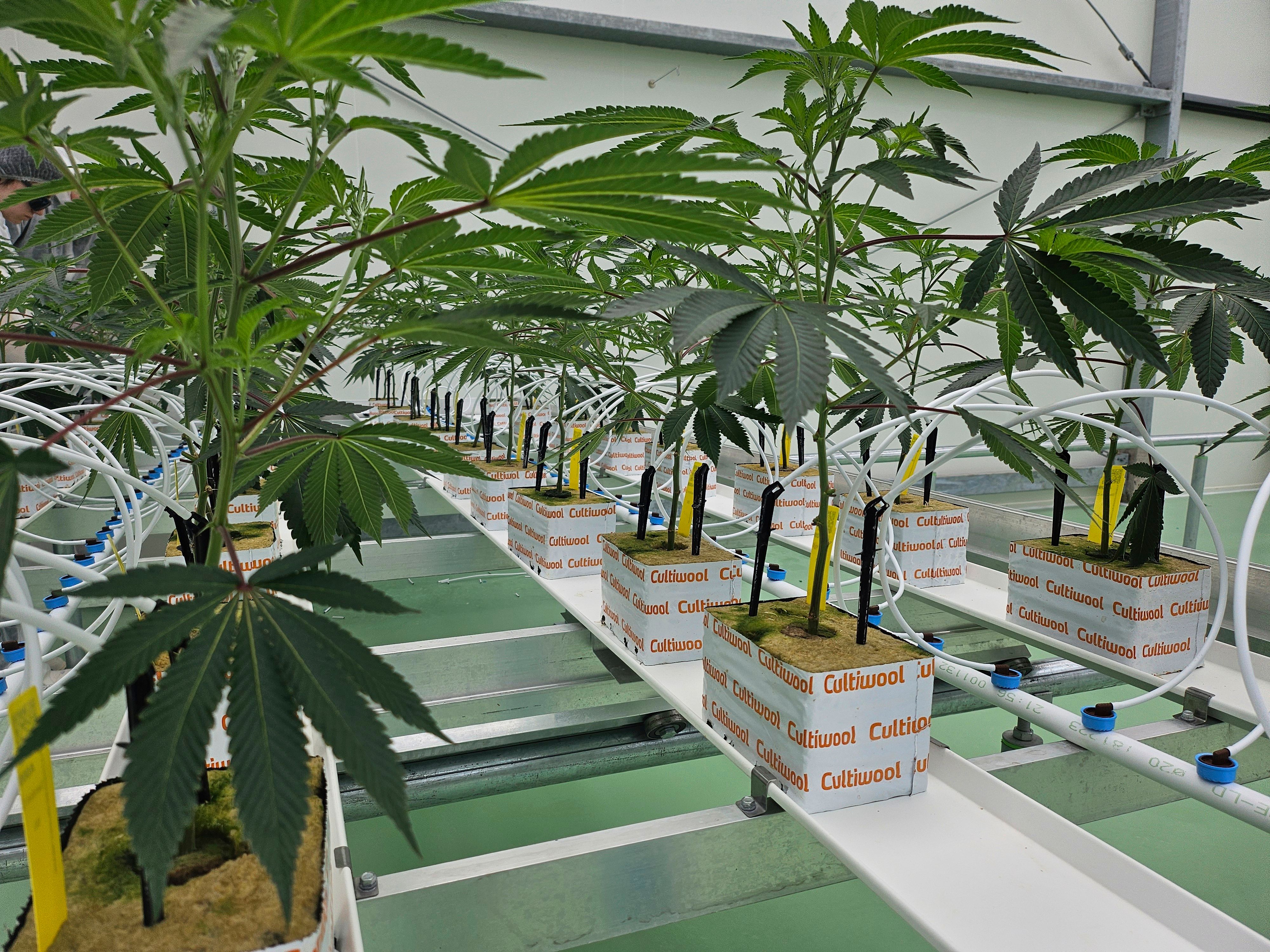 Dutch cannabis growers welcome expansion of state-run experiment