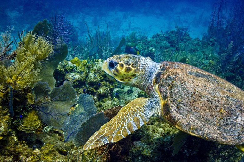 Sea Turtle R Sea Turtle Habitat Information